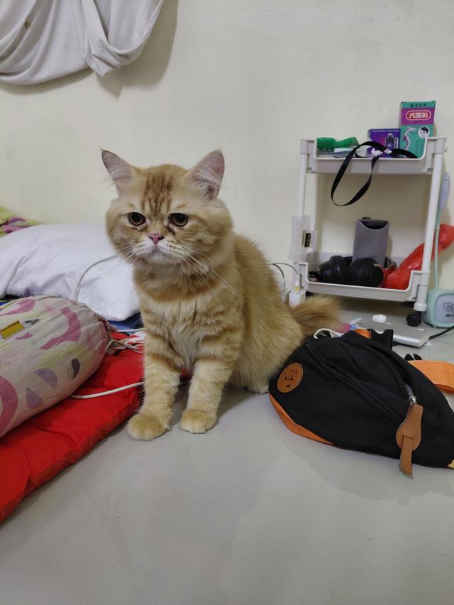 แมวเปอร์เซียแท้ไม่มีผสม 3