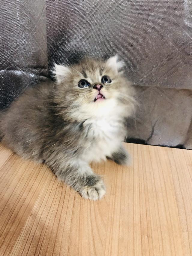 น้องแมวพันธุ์ หิมาลายันผสมชินชิล่า เพศหญิง