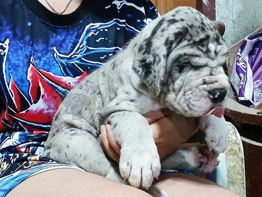 สุนัข เกรทเดน Great dane