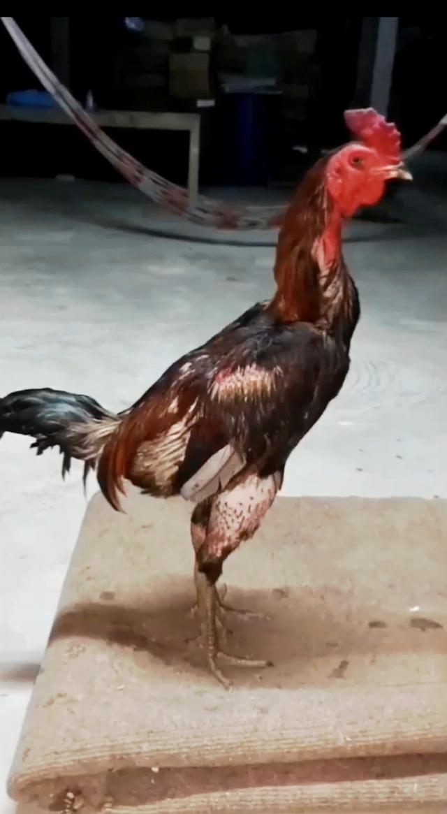 ไก่ชนเพื่อนำไปพัฒนาและทำการแข่งขัน