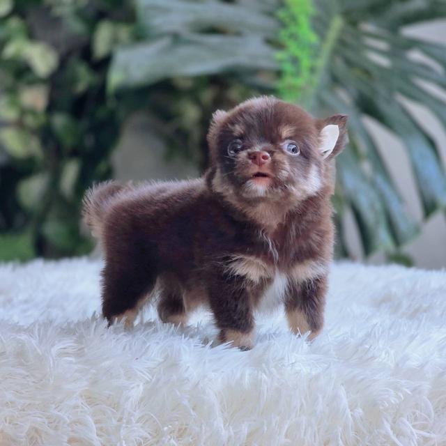 ชิวาวาแท้ขนยาว สีช็อค เพศผู้ 4