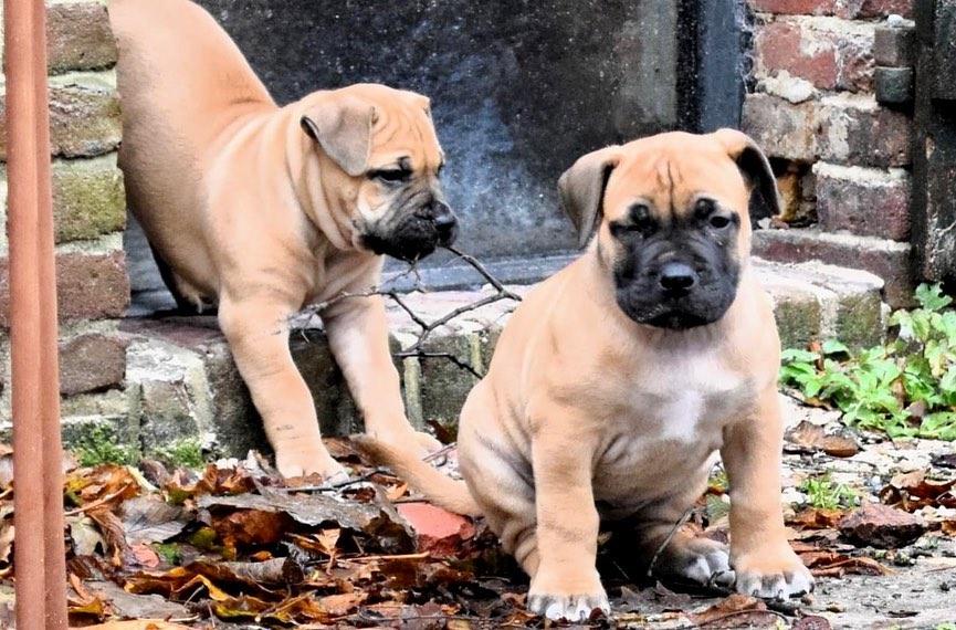 Boerboel Puppies For Sale รูปที่ 2