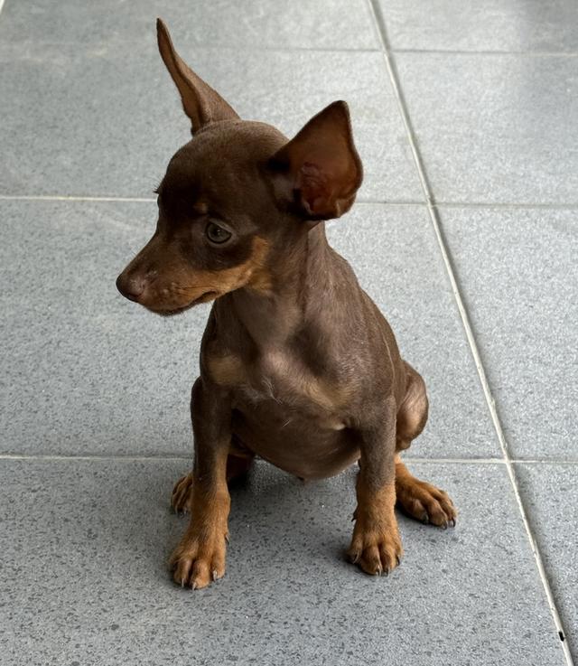 ลูกสุนัขพันธุ์มิเนเจอร์ (Miniature Dogs)