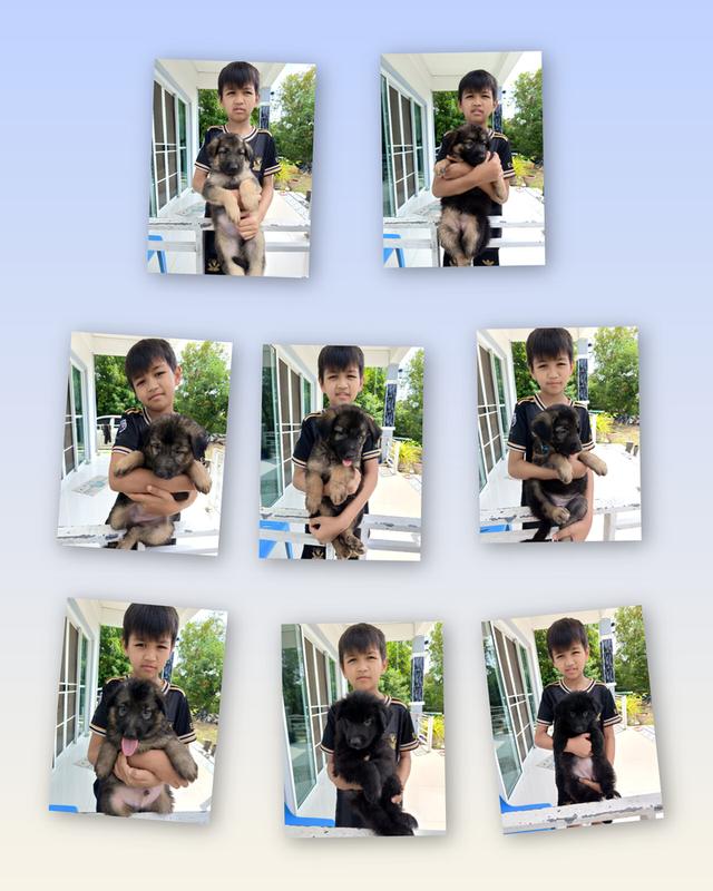 ลูกสุนัขเยอรมันเชพเพิร์ด แท้100%