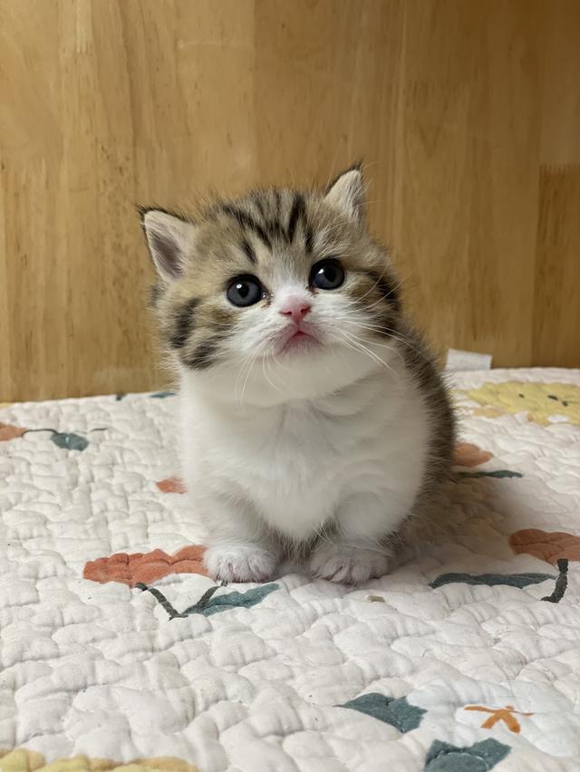 เปิดจองมันช์กิ้นบริติช ขาสั้น รูปที่ 3