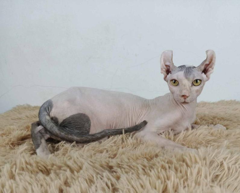29.แมวเอลฟ์/เพศผู้ หาบ้าน Elf Cat/Male looking for a new home
