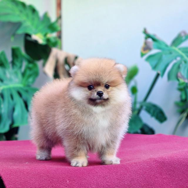 ปอมหน้าหมี