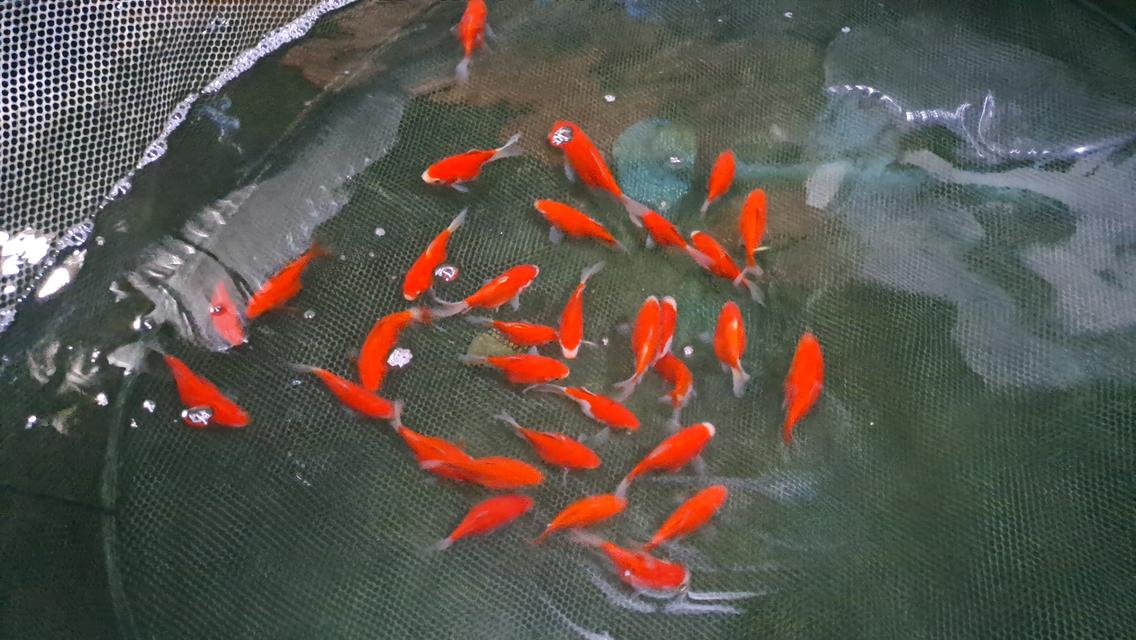ปลาทองทามาซาบะ,tamasaba