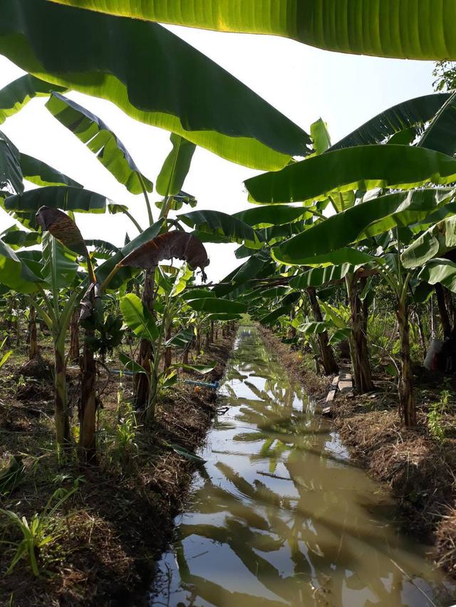 ขายที่สวนยกร่อง 6 ไร่ 54 ตรว. น้ำไฟพร้อมบ้านพร้อมอยู่ 3