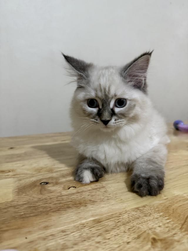 ลูกแมวไซบีเรียน (Siberian Cat) มีใบเพ็ท WCF รูปที่ 5