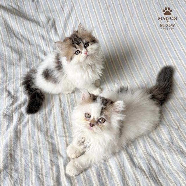 ❌🏠ได้บ้านแล้ว เปอร์เซียแท้ สามสี 7