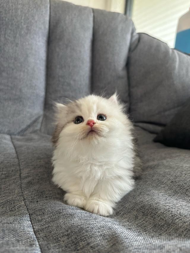 munchkin ขาสั้น เพศเมีย รูปที่ 2