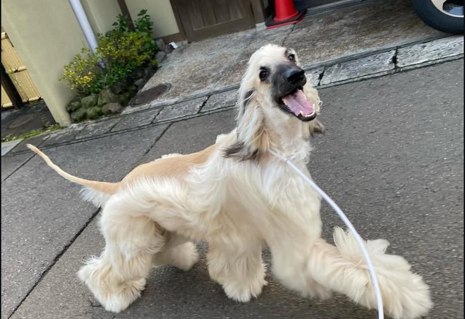 น้องหมาพันธุ์ Afghan Hound เพศผู้