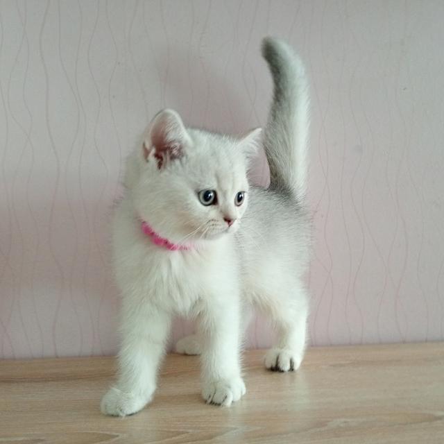 😺ลูกแมวสก็อตติชโฟล์ดแท้🐈🐈🐈 9