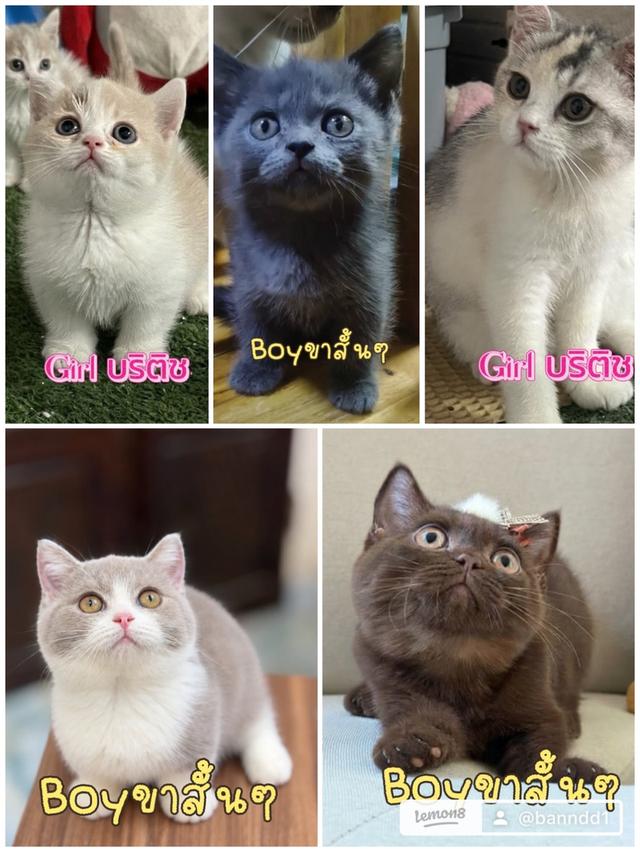 แมว พร้อมย้าย2เดือนกว่า 3เดือนกว่าค่าเทอมเริ่มที่8500