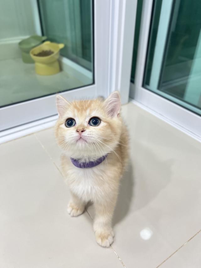 ดญ.พิชซ่า(บริติช)พร้อมย้าย