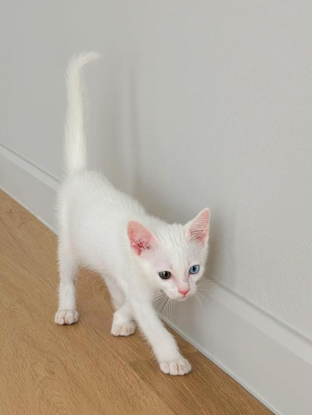 แมวขาวมณีไทยมงคลแท้ 💯 หล่อละหมุน 3
