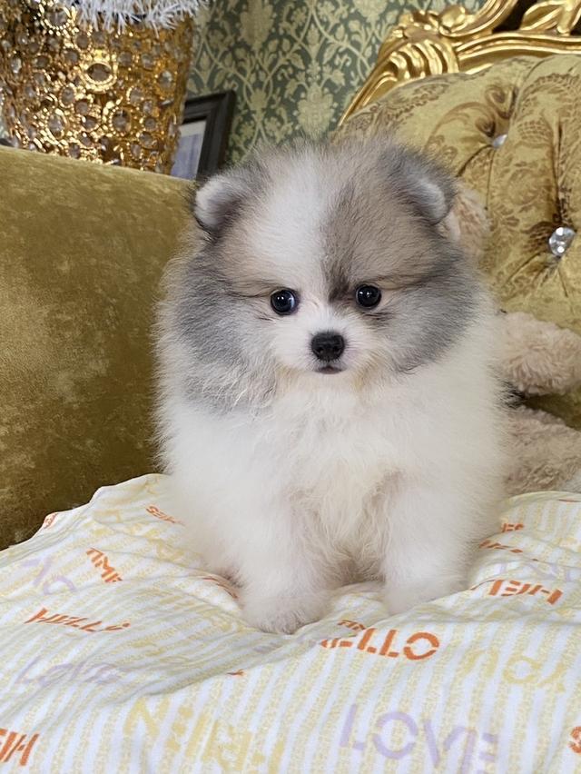 ลูกปอมแท้ อ้วนกลม ขนแน่นฟู หมีๆ พร้อมย้ายบ้าน