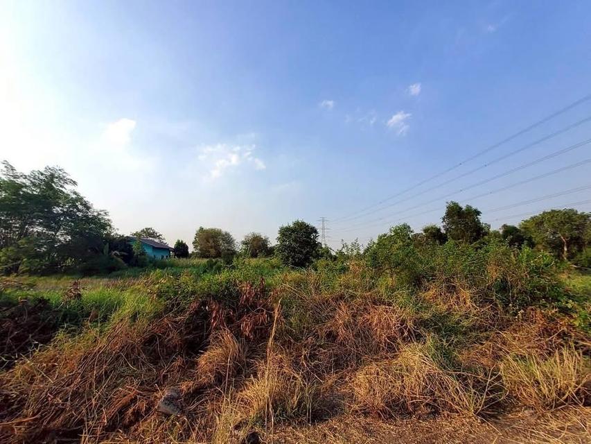 ขายด่วนที่ดิน 100 ตารางวา - ดี ติดถนนคอนกรีต 2 คลอง 12 หนองเสือ ปทุมธานี 3