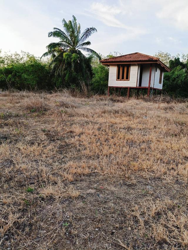 ที่ดินเปล่าถมแล้วขนาด1ไร่3งาน81ตร.ว. ที่ติดถนนใหญ่ ตรัง-สิเกา ห่างจากอำเภอเมืองตรัง 6กม. ด้านข้างติดคลองนา 7