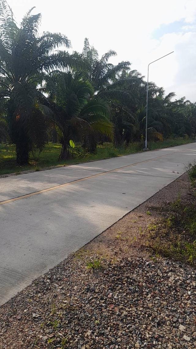 ที่ดินสวนปาล์ม นิคมท่าแซะ ชุมพร 6