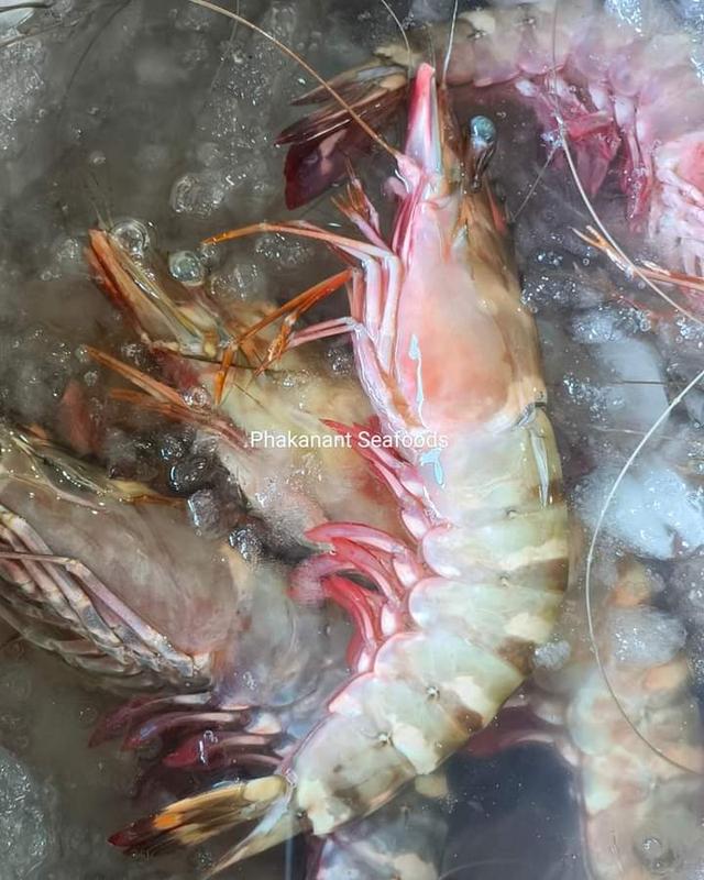 กุ้งลายเสือ มีบริการส่งทั่วไทย 3