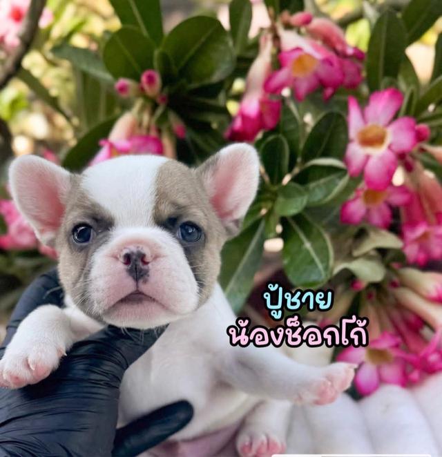 เฟรนช๋บลูด็อกแท้ เริ่ม7900