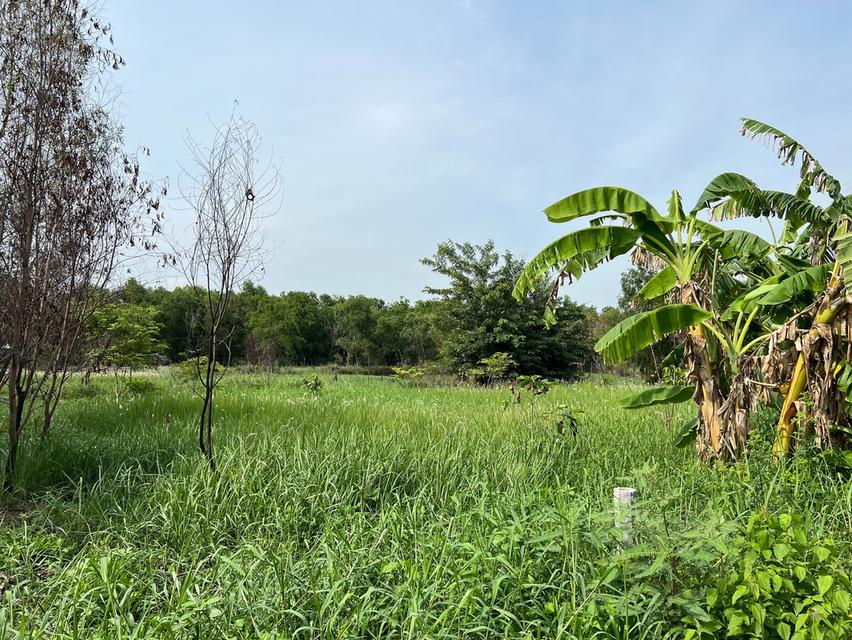 ขายที่ดิน 2 ไร่ อยู่เส้นคลอง 6 ลำลูกกา เหมาะสำหรับทำบ้านที่พักอาศัยหรือทำโรงงาน คลังสินค้า 2