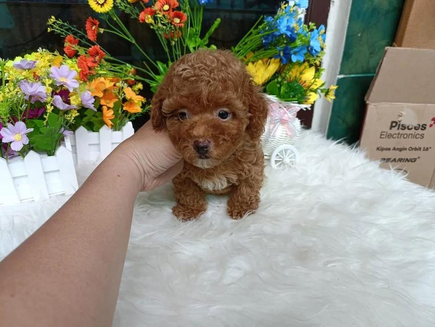 Toy Poodle puppies  WhatsApp me : ( +63 985 762 7466 )