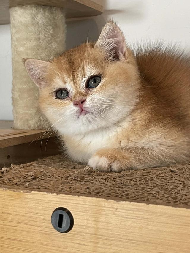 สาวน้อย K2 บริติชแท้สีทอง รูปที่ 3