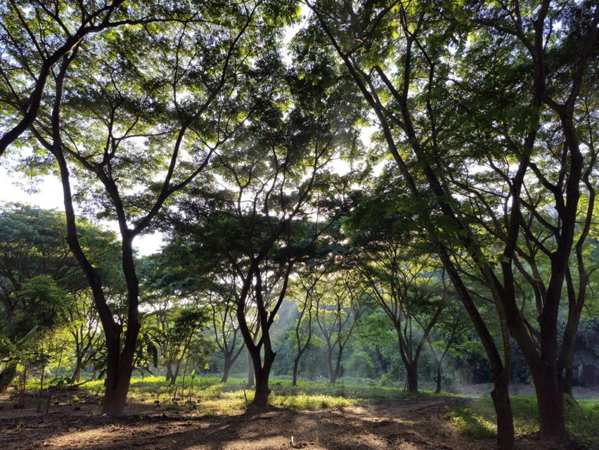 ขายบ้านและที่ดินติดริมน้ำที่ดิน 6 ไร่บวกที่ดินทำการเกษตรอีก 16 ไร่ 2