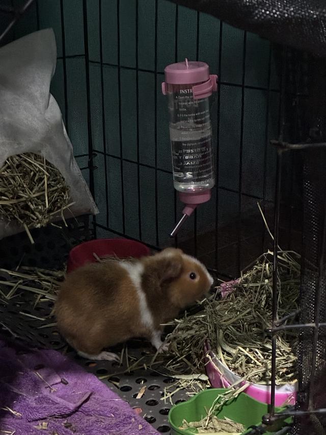 แกสบี้ อายุ2เดือน เพศหญิง