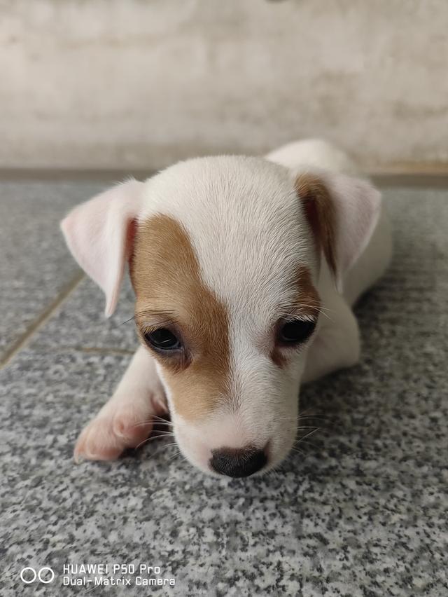 ขายลูกสุนัขแจ็ครัสเซล 7