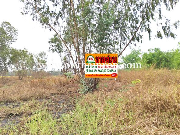 ที่ดิน ถนน3111 บางไทร อยุธยา