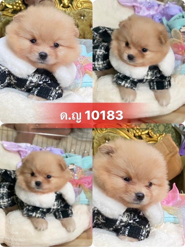ลูกปอมปอมแท้ น่ารัก สีสวย อ้วนกลมหมี พร้อมย้ายบ้านค่ะ รูปย่อยที่ 3