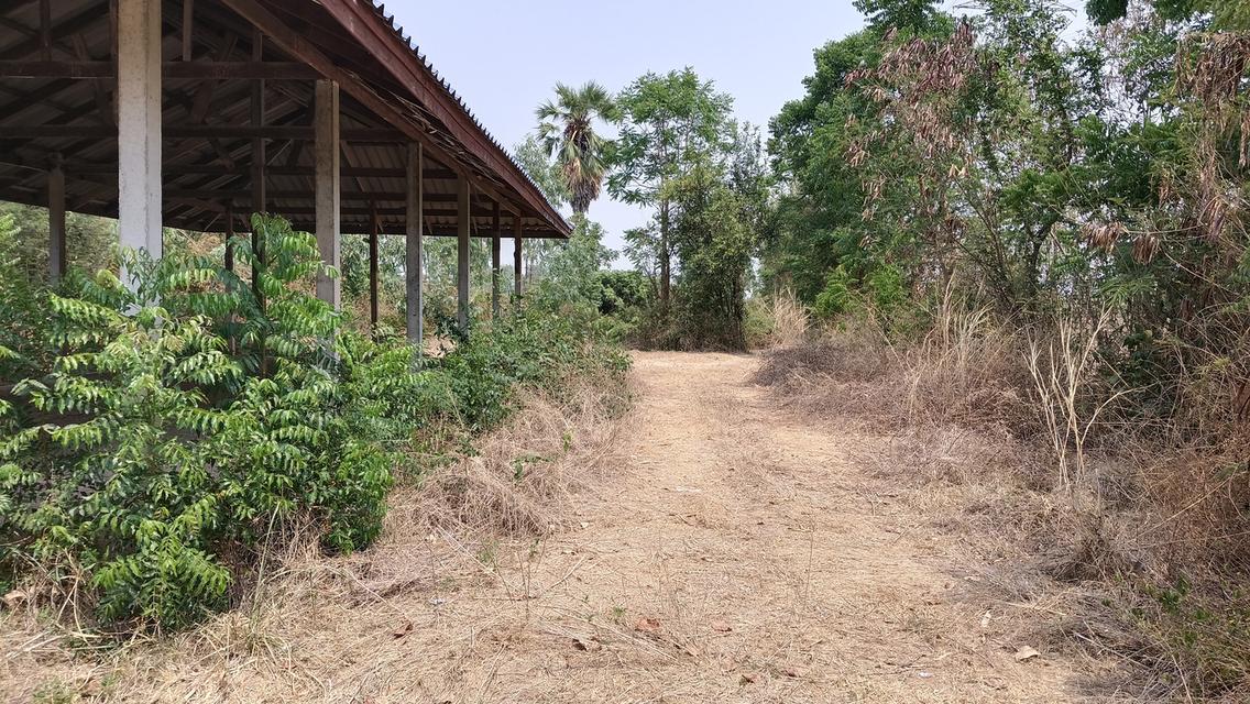 ที่ดินศักยภาพสูง ติดทางหลวง (สาย 1220) ต.ท่างาม อ.วัดโบสถ์ จ.พิษณุโลก 6