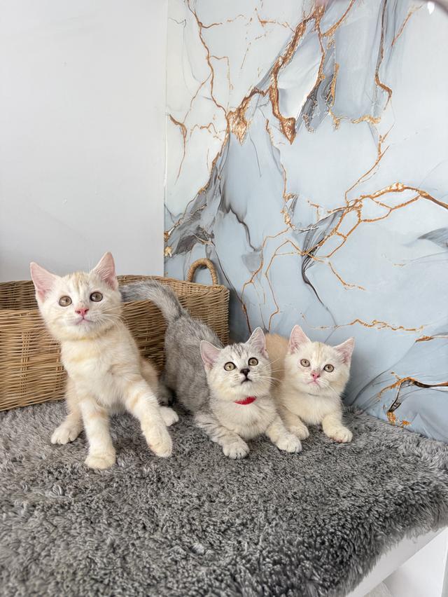 ลูกแมวพันธุ์สก๊อตติชแท้