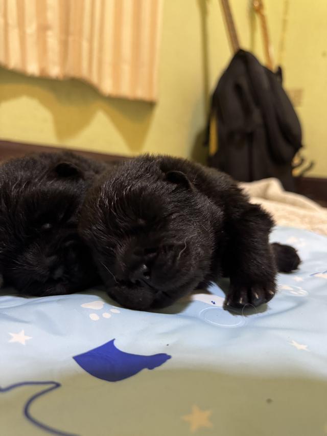 เปิดจอง น้องหมา เชาเชา สายเลือดแชมป์