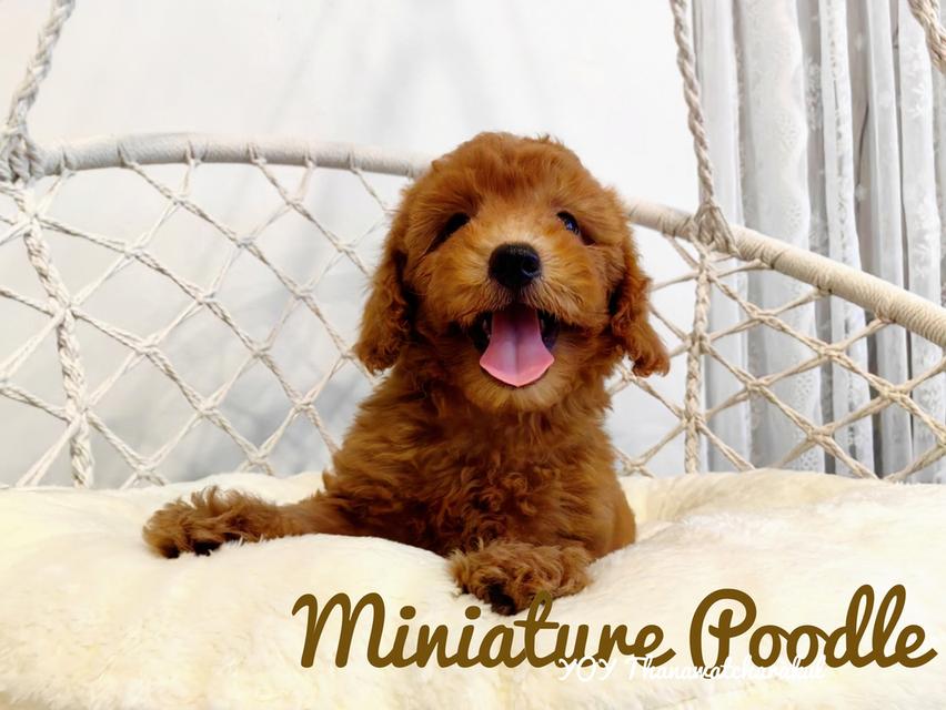 ลูกพุดเดิ้ลมินิเจอร์ Miniature Poodle Female