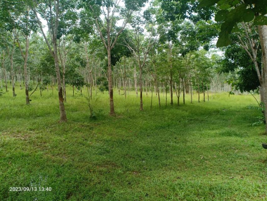 ขายที่ดินสวนยาง แปลงใหญ่ 62 ไร่เศษ ที่นครพนม 11