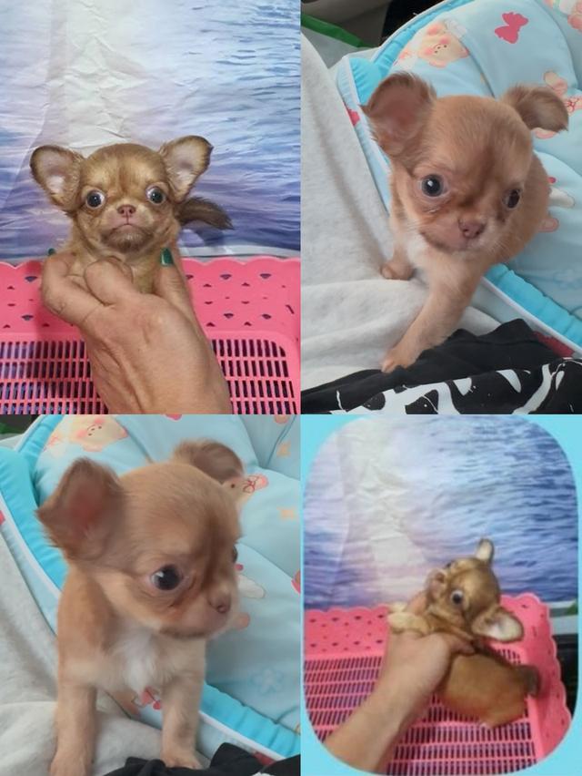 เพศ ญ ชิวาว่า แท้ ไต้หวัน