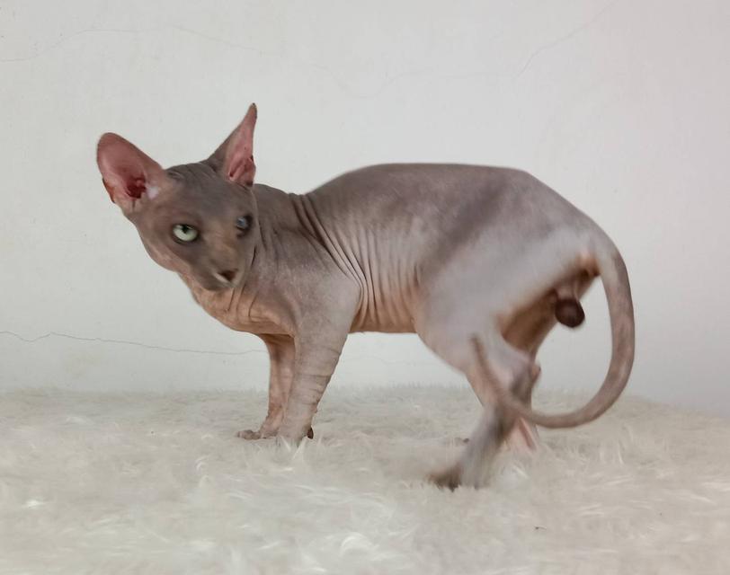 22.แมวสฟิงซ์/เพศผู้ หาบ้าน Sphynx Cat/Male looking for a new home 5