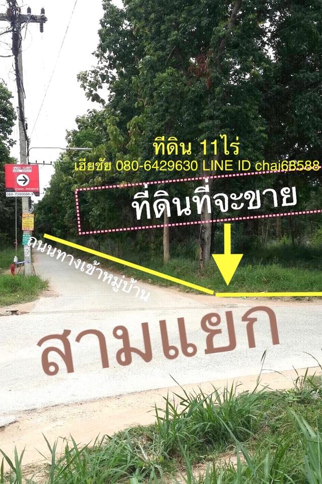 ขายที่ดินพร้อมไม้พะยูง ต้นไม้เต็มพื้นที่เนื้อที่ 11ไร่ 57ตรว. จอหอ เมืองนครราชสีมา ที่ดินติดถนน 2ด้าน เหมาะพัฒนาเป็นบ้านสวน คาเฟ่ 2