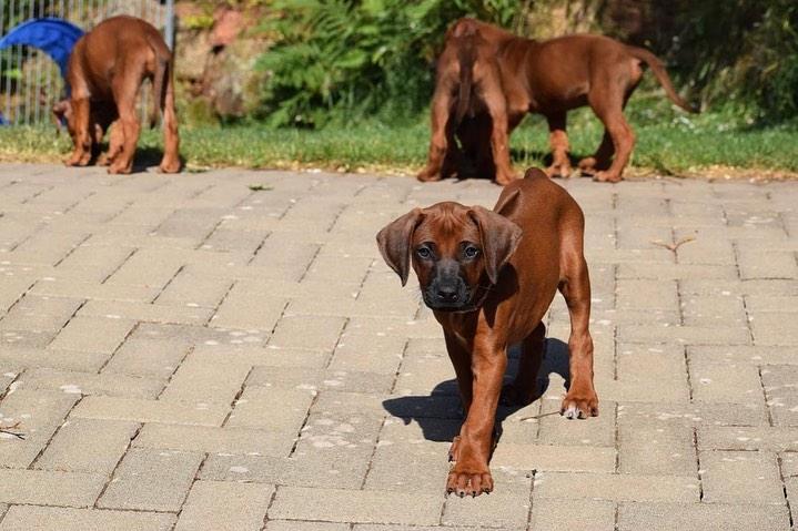 rhodesian ridgeback Puppies  WhatsApp me : +66 63 826 3042 รูปที่ 2