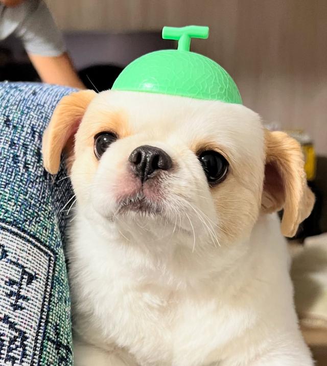 ขายถูกมาก สุนัขพันธุ์เล็ก Pekingese สุดน่ารัก 4