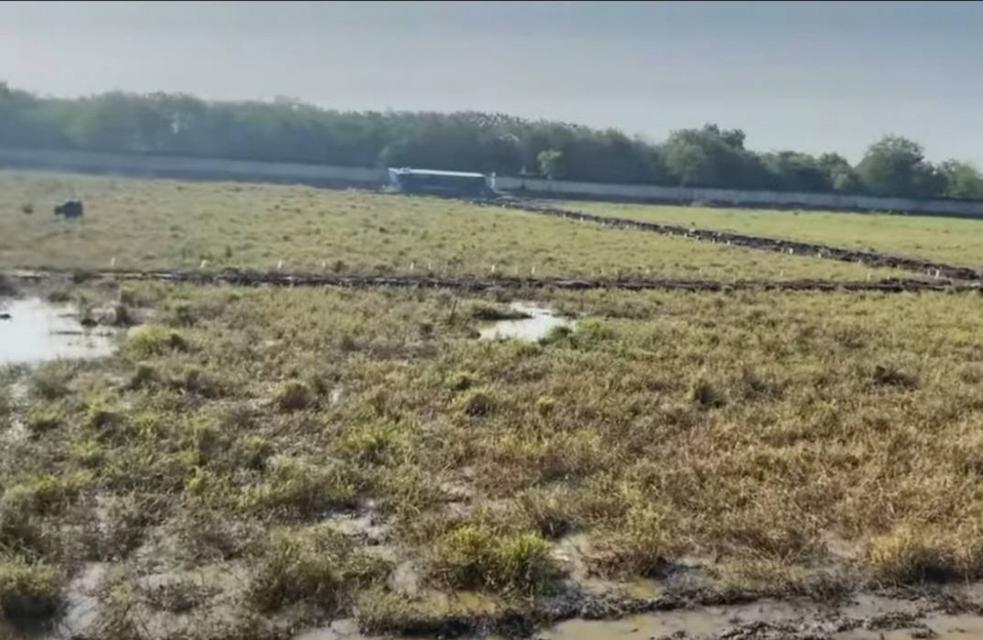 ขาย ที่ดิน ถนนอย2045 อุทัย อยุธยา 13 ไร่ 1 งาน 48 ตรว สีม่วง ใกล้นิคมโรจนะ อยุธยา 2