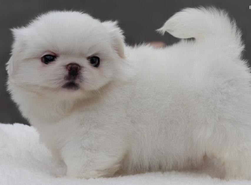 ขาย Pekingese ขนสีขาว 2