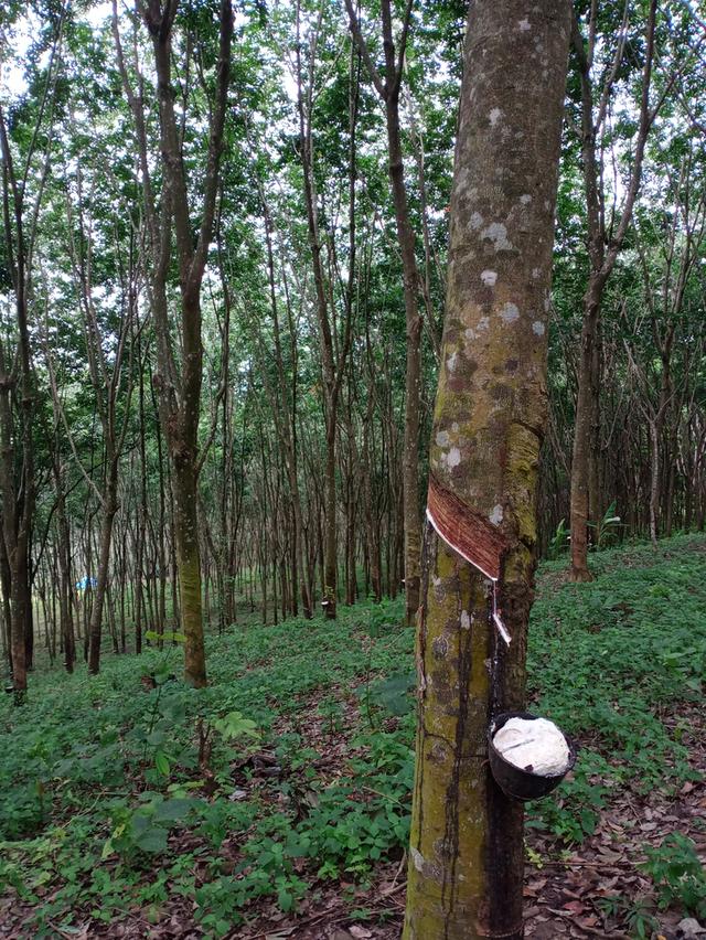 ที่ดิน อ.โป่งน้ำร้อน จ.จันทบุรี 17