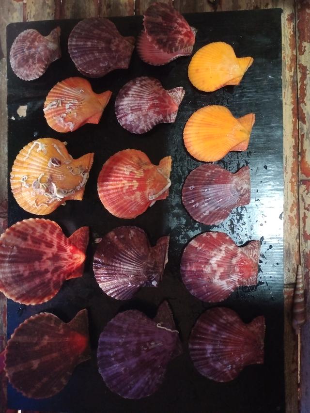 เปลือกหอยสะสม สวยงาม รูปที่ 9