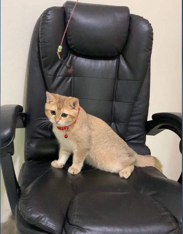 British Shorthair พร้อมย้าย • ใบเพ็ด WCF • วัคซีนครบตามวัย • จากฟาร์มจดทะเบียน Aoivelle รูปย่อยที่ 4